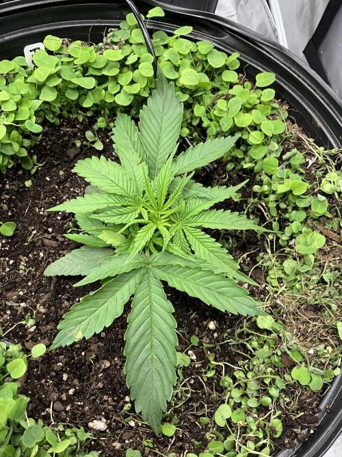 Humboldt Dream Auto X 3. Week 1 - Pineapple OG Auto #1