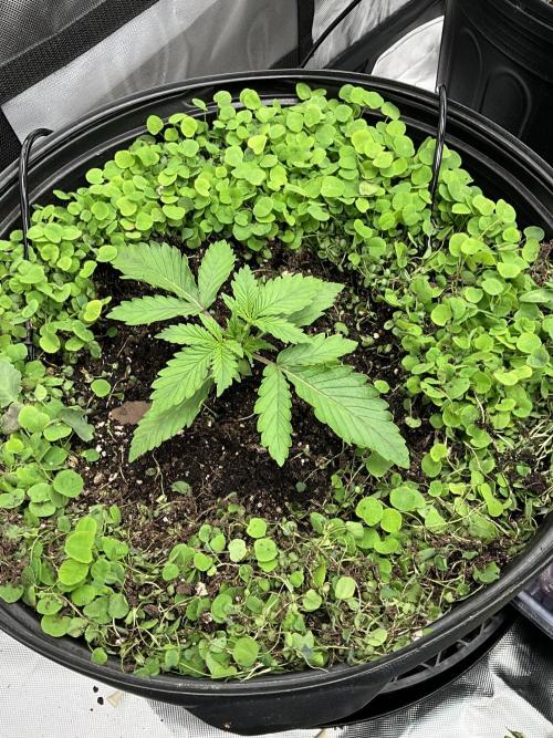 Humboldt Dream Auto X 3. Week 1 - Humboldt Dream Auto #1