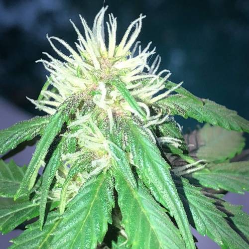 LSD-25. Week 3