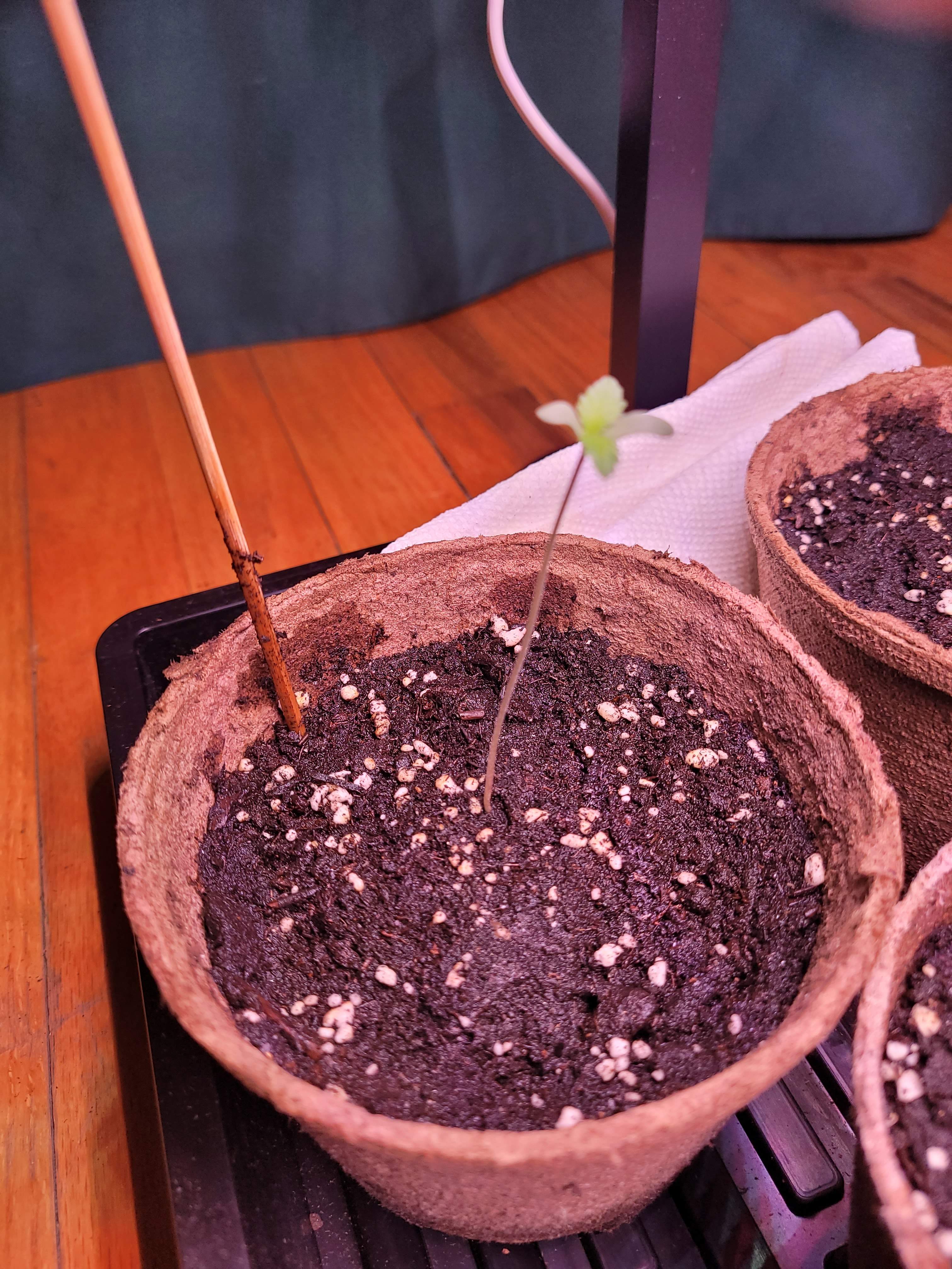 Ilgm Germination Guide - 43z6hde