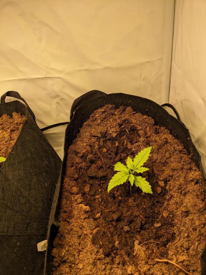 First round zombie kush auto. Week 1