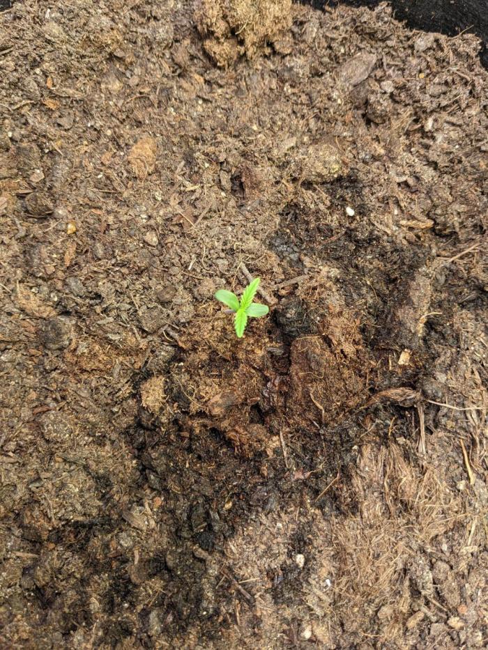 First round zombie kush auto. Week 0