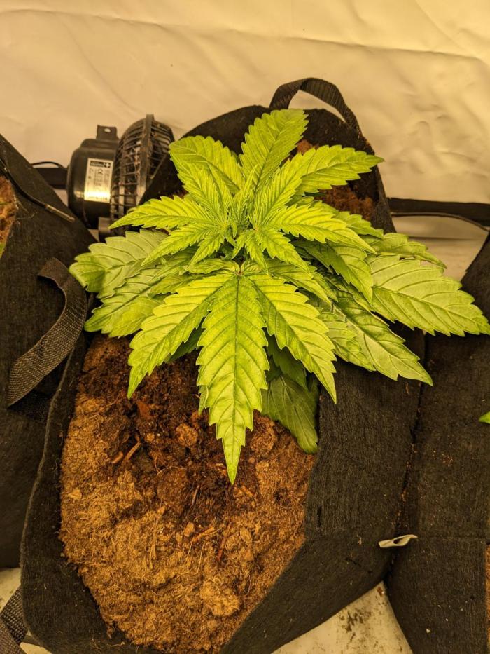 First round zombie kush auto. Week 3