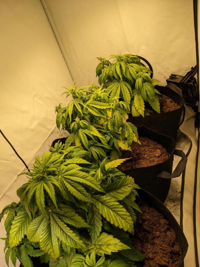 First round zombie kush auto. Week 5