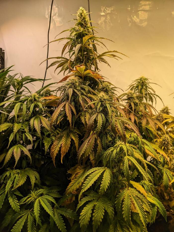 First round zombie kush auto. Week 9