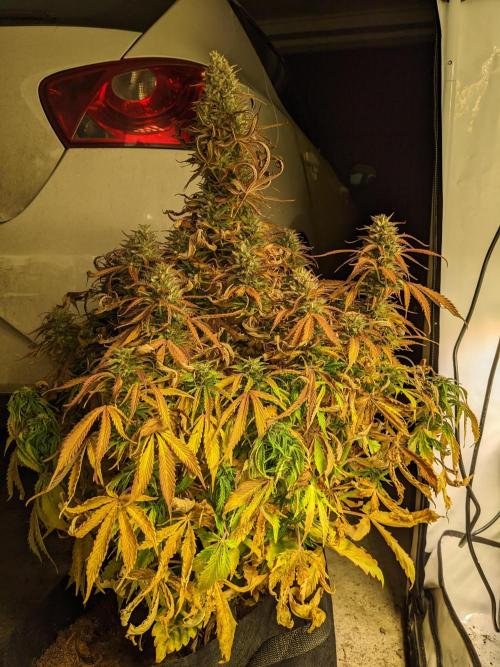 First round zombie kush auto. Week 10