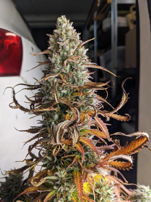 First round zombie kush auto. Week 10