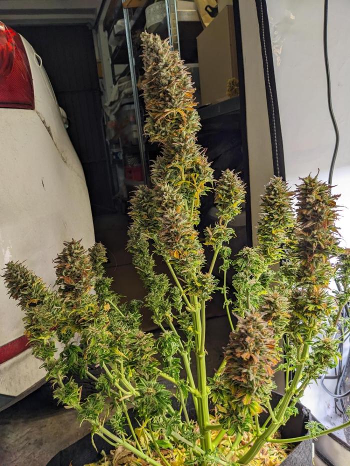 First round zombie kush auto. Week 11