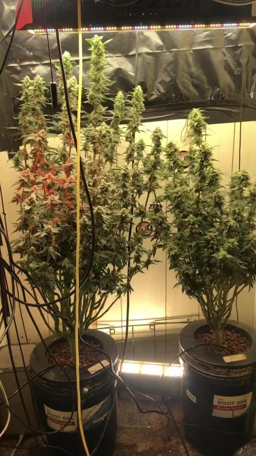 Jokerz Grow By Premium Cultivars