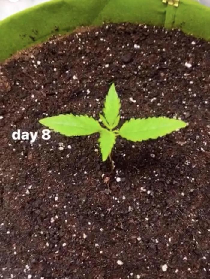 mimosa cake auto. Week 1