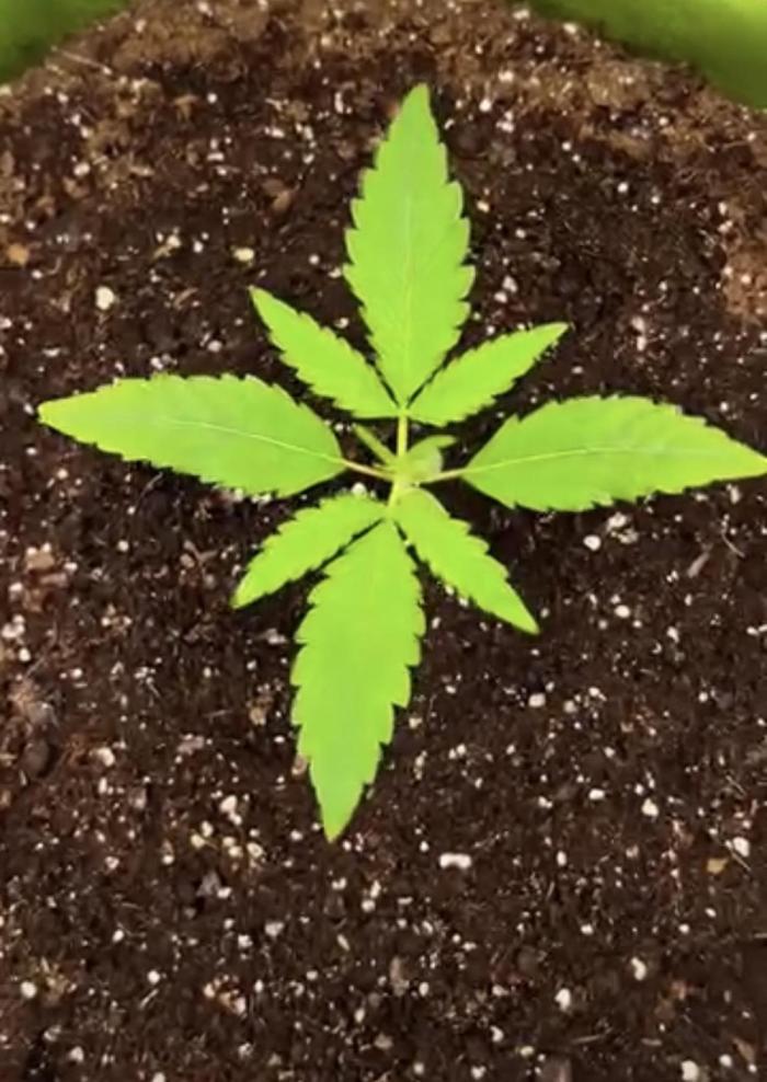 mimosa cake auto. Week 2