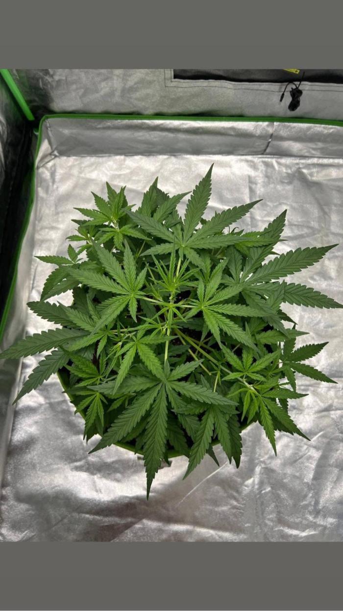 mimosa cake auto. Week 4