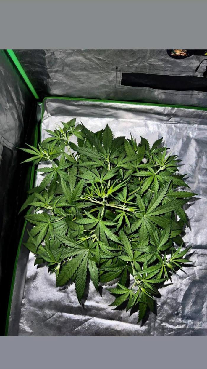 mimosa cake auto. Week 5