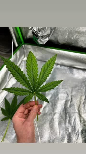mimosa cake auto