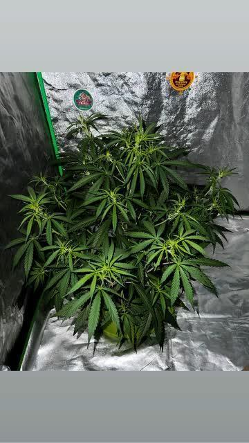 mimosa cake auto