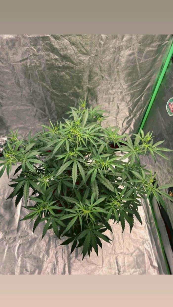 mimosa cake auto. Week 8