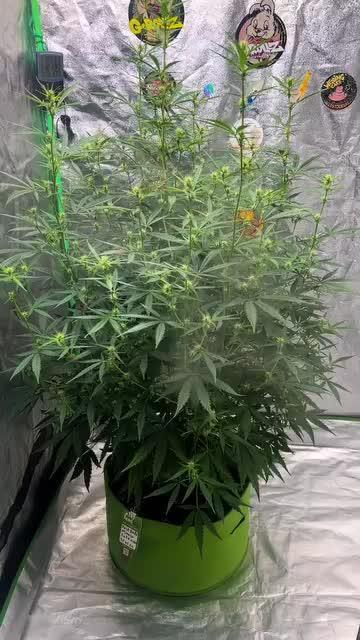 mimosa cake auto