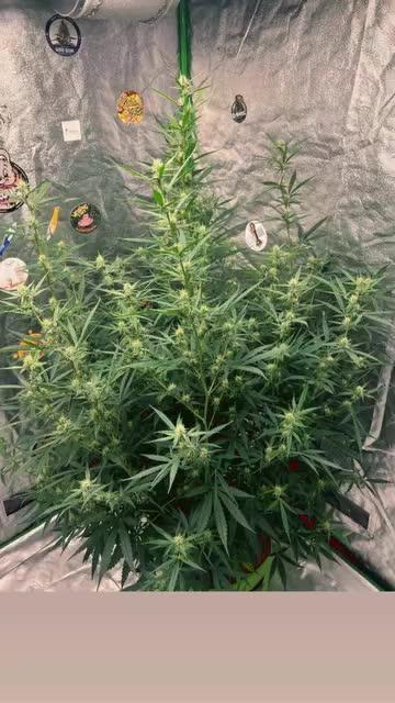mimosa cake auto
