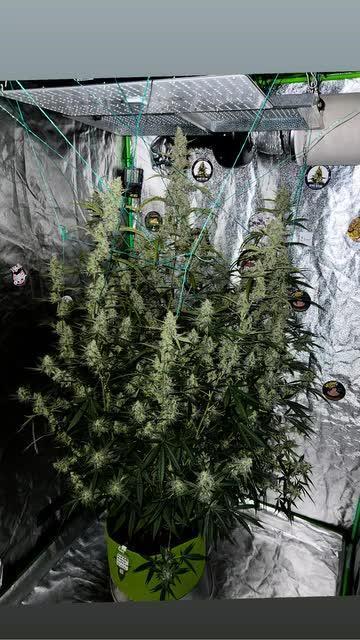 mimosa cake auto