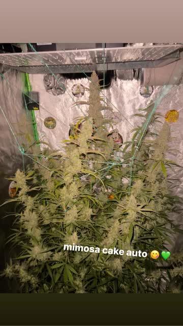 mimosa cake auto