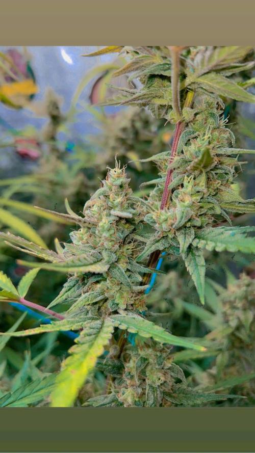 mimosa cake auto. Week 13