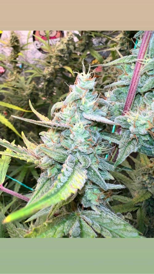 mimosa cake auto. Week 13