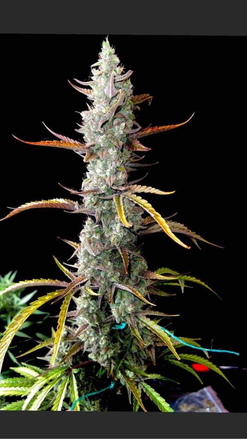 mimosa cake auto. Week 13