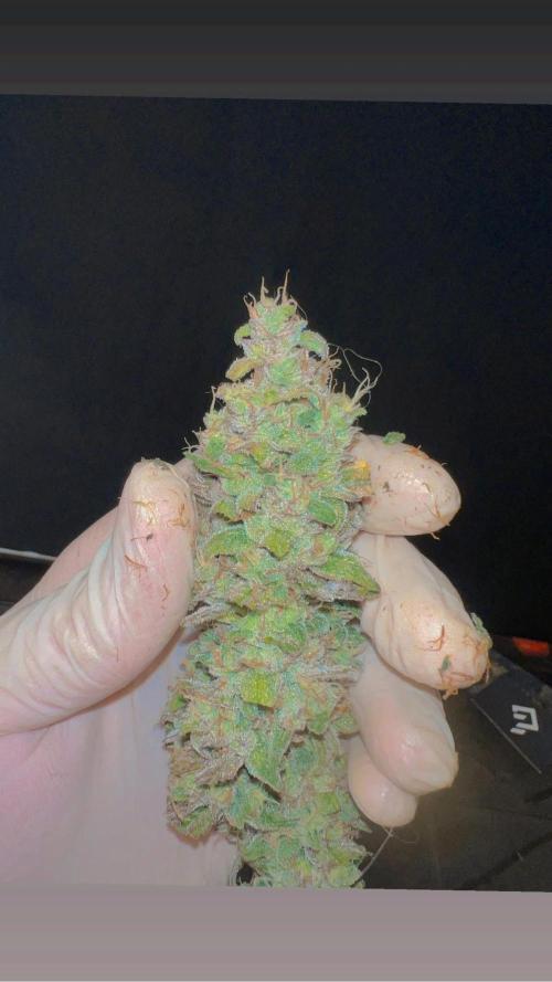 mimosa cake auto. Week 13