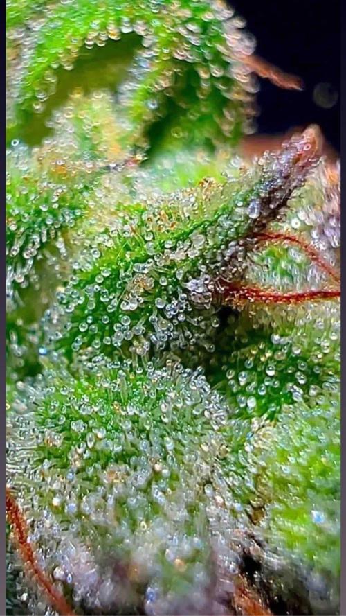 mimosa cake auto. Week 13