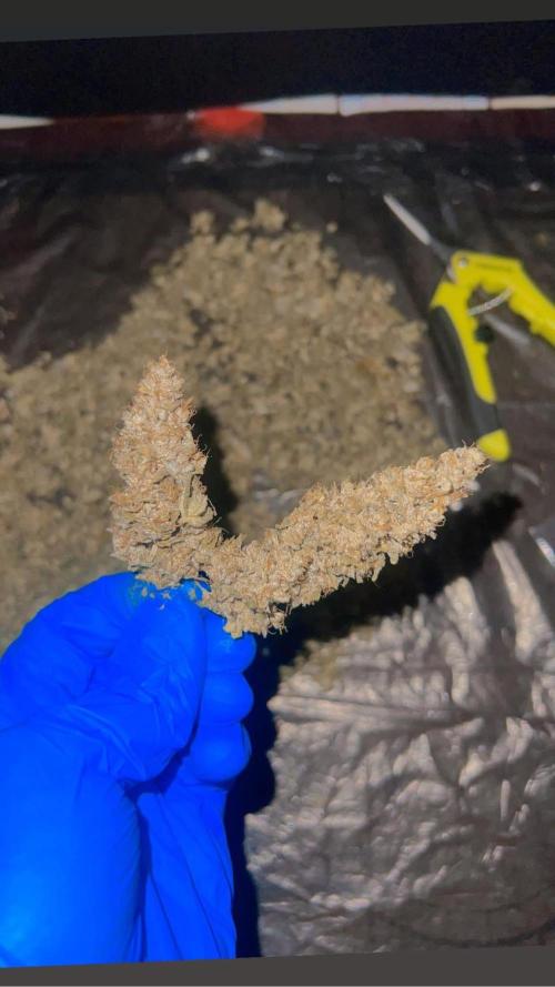 mimosa cake auto. Week 13