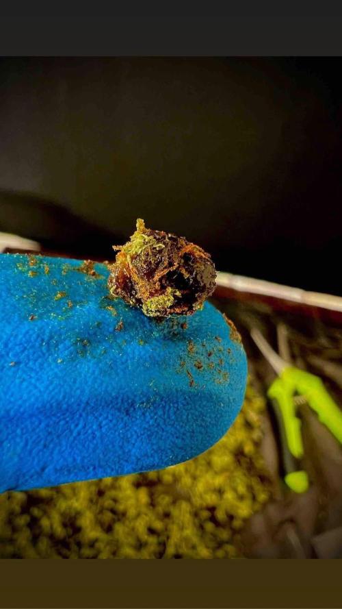 mimosa cake auto. Week 13