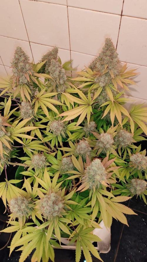 caucasian medea . Week 20