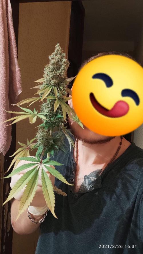 caucasian medea . Week 20