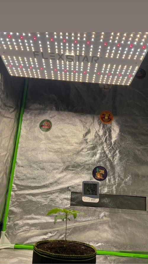 bubble fruit. Week 1