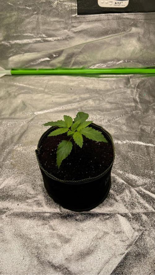 bubble fruit. Week 1