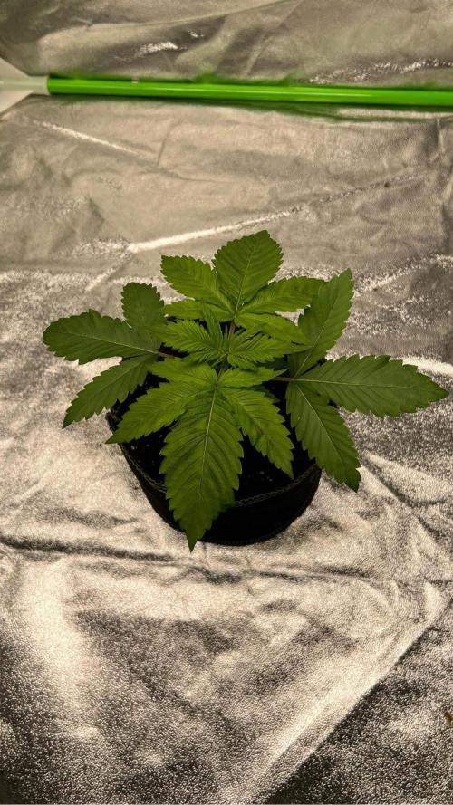 bubble fruit. Week 2