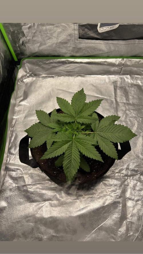 bubble fruit. Week 2