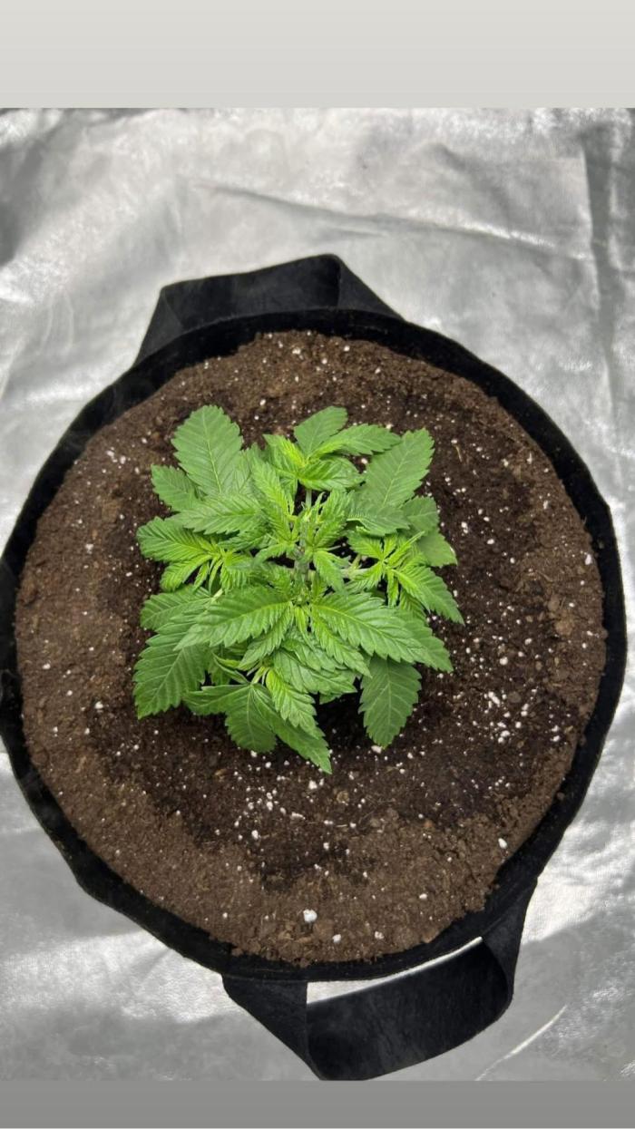 bubble fruit. Week 3