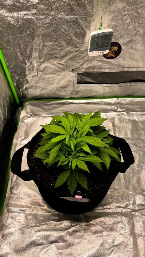 bubble fruit. Week 4