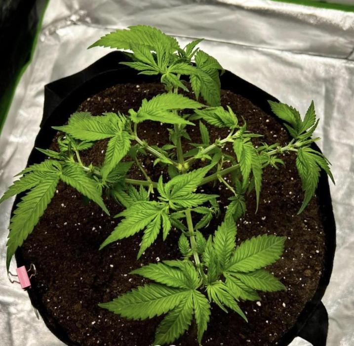 bubble fruit. Week 5