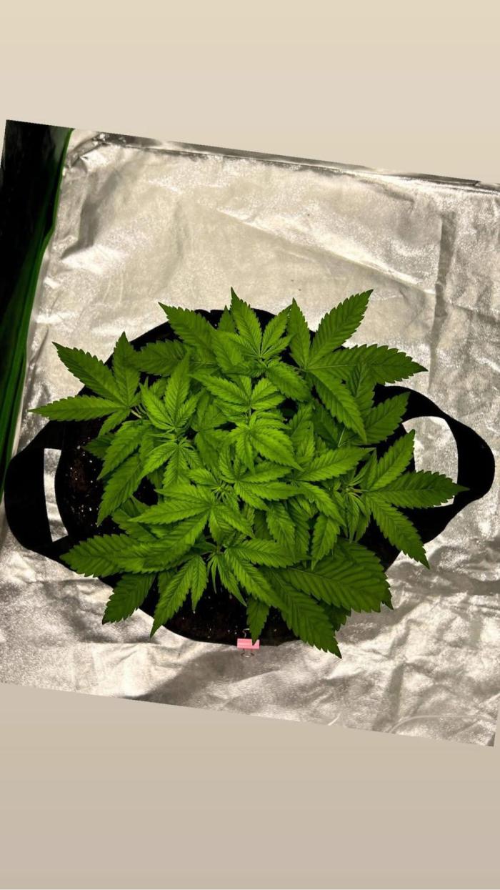 bubble fruit. Week 6