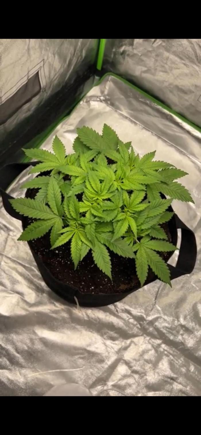 bubble fruit. Week 7