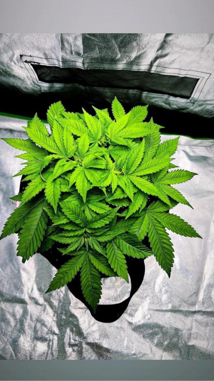 bubble fruit. Week 8