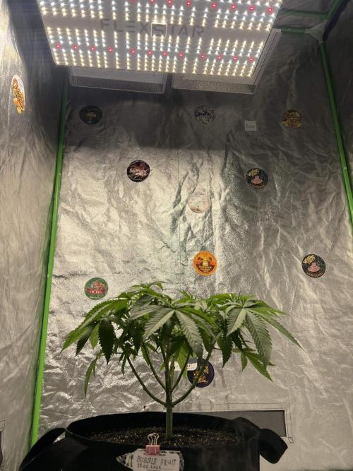 bubble fruit. Week 9