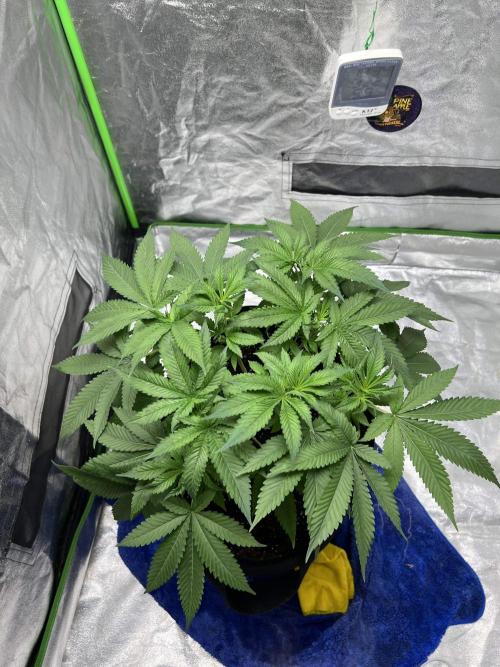 bubble fruit. Week 9