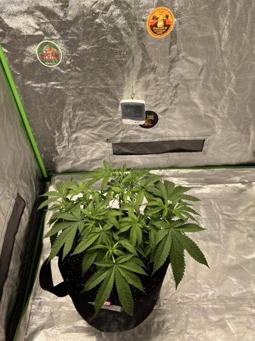bubble fruit. Week 9