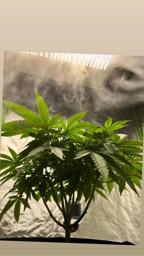 bubble fruit. Week 10