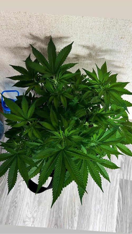 bubble fruit. Week 10