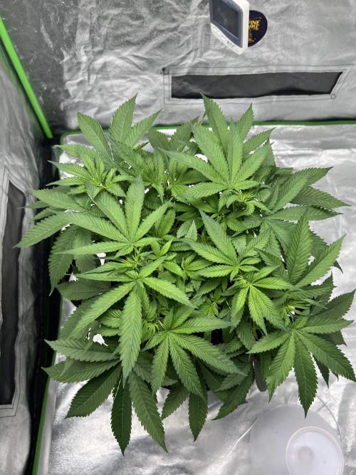 bubble fruit. Week 10