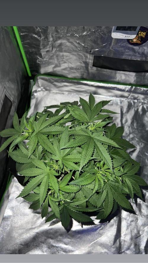 bubble fruit. Week 11